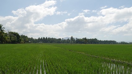 Vast green fields newly planted with rice seedlings in the Philippines.