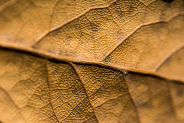 Texture of a leaf in autumn