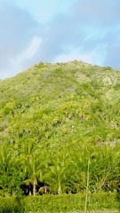 Portrait view, mountain coveerd with coconut trees and thick vegetation in the southern Philippines.