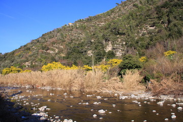 paysage  à Dolceacqua