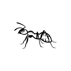 ant insect
