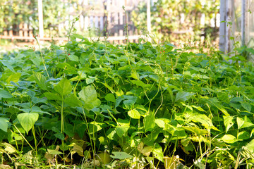Beans to saturate the soil with nitrogen.