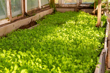 Mustard to saturate the soil with nitrogen and improve the rest of the soil.