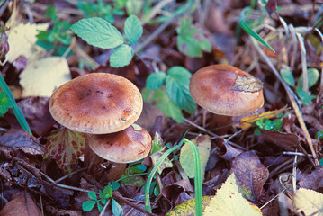 Sanguins , champignons comestibles .