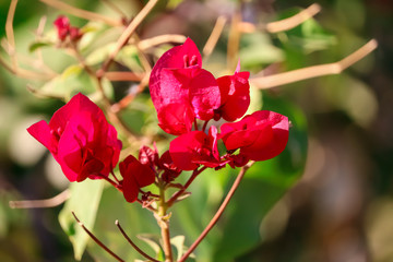 fresh red flowers beautiful view,red flowers close up view,Flore flowers