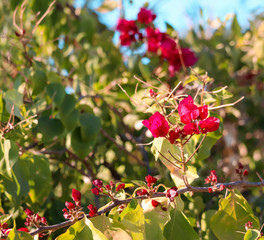 fresh red flowers beautiful view,red flowers close up view,Flore flowers