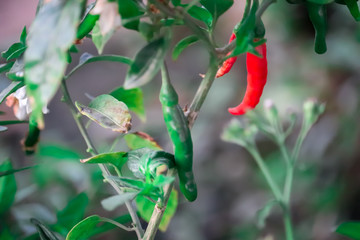 Organic Chilli or pepper plantation in farm garden. Red and green chillies fruit is organic plant on blurred background in field of farmer,chili plants with red chili and Green chili peppers,