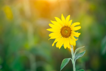 Sunflower on morning of day