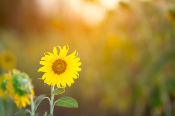 Sunflower on morning of day