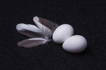 Two snow-white small eggs and three motley feathers of a parrot lie on a black background of fluffy felt. Photography in a studio with artificial lighting is one light source.