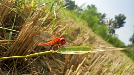  Dragonflies are an insect that has four thin, webbed wings of red tendons. Live in natural scenery. Beautiful natural scenery.