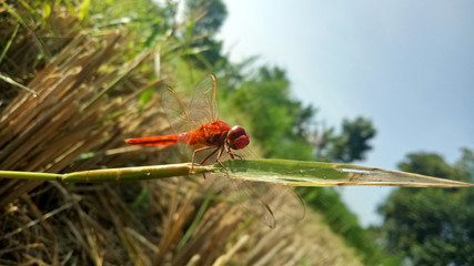  Dragonflies are an insect that has four thin, webbed wings of red tendons. Live in natural scenery. Beautiful natural scenery.