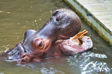 Fototapeta premium Hippopotame