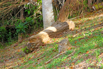 Tree trunk