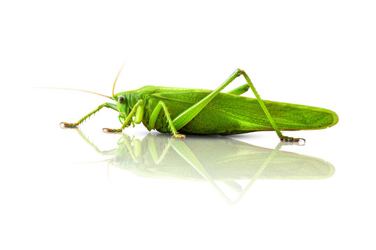Green Locust Animal Isolated on White Background