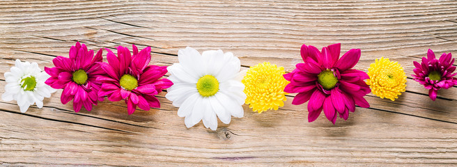 Colorful spring flowers on wooden background, long banner, design