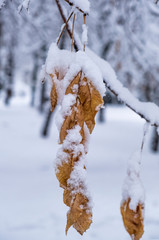 snow on a tree