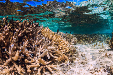 Naklejka na ściany i meble Corals and fish in blue ocean, tropical underwater sea