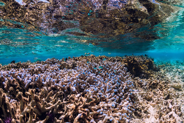 Fototapeta na wymiar Corals and fish in blue ocean, tropical underwater sea