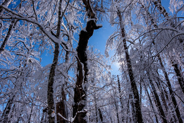 Snow covered fir trees on the background of mountain peaks. Panoramic view of the picturesque snowy winter landscape.