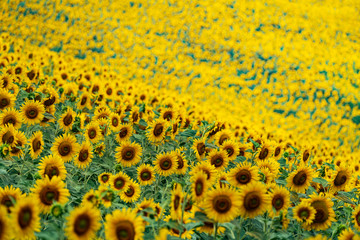 Yellow bloom field. Sunflower blooming blossom. Flower meadow in natural environment. Helianthus.