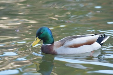 Mallard ducks swimming in Japanese garden pond waters