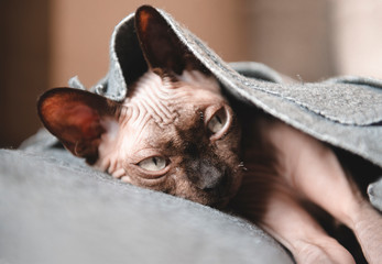 bald cat lying under a gray blanket, snout of the canadian Sphynx, pet