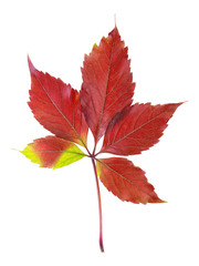 Red leaves of wild grape isolated on a white background. Autumn Parthenocissus leaf.