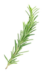 Fresh green sprig of rosemary isolated on a white background