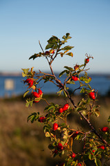 Rose hip berries with a sea on background 