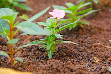 Plants