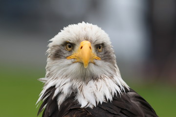 Seeadler