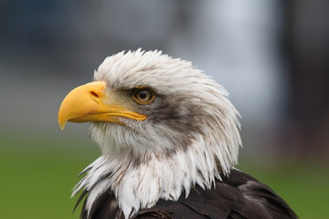 Seeadler