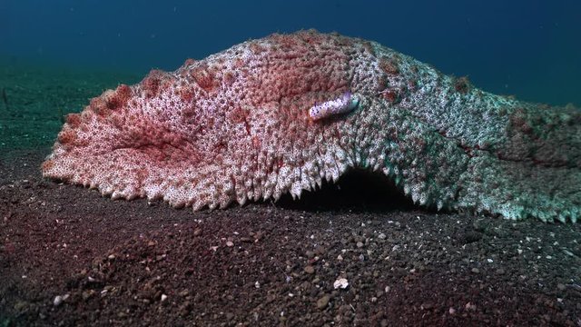 Nudibranch and Emperor shrimps riding (Thelenota anax) large sea cucumber 