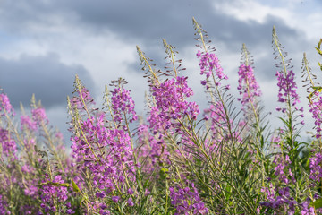 Fototapeta premium Willowherbs bloom. Rose and purple blooming blossom. Flower field with pink petals in natural environment. Fireweeds, Chamaenerion.
