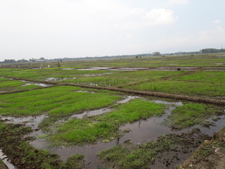 Obraz premium Rice fields that have not been planted during the day. Good for background, biology and more.
