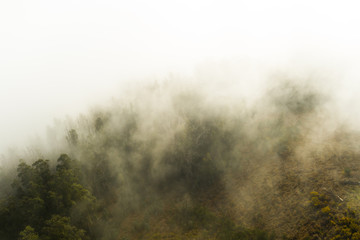 Über den Wolken Madeira Wald