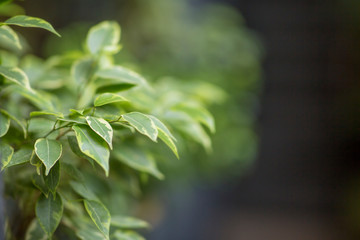 Green eco living plant in pot over blurred background