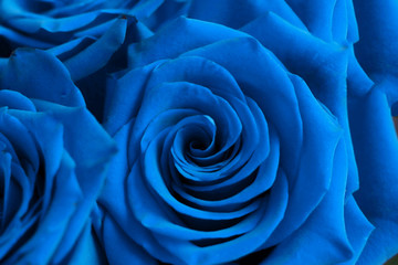 Textured beautiful background of classic blue roses.  Selective focus on petals.