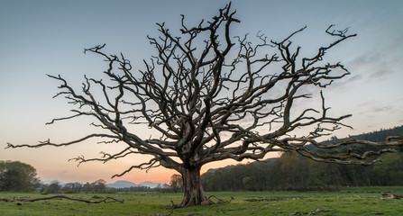 A dead tree standing in a field at dawn. clear skies and colour on the horizon