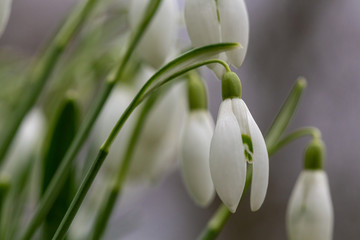 Snowdrop or common snowdrop (Galanthus nivalis) flowers wth a bokeh background