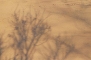 Dark shadow from trees and branches on a light brown wall with a crack . Selective focus.