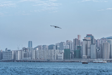 sea bird flying over the city harbour 