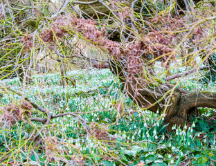 Viele Maiglöckchen am Feld unter dem Baum im Park