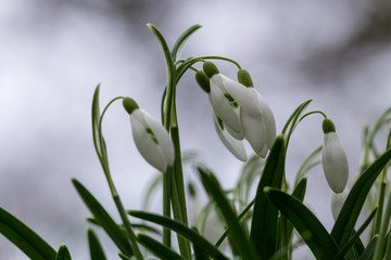 Snowdrop or common snowdrop (Galanthus nivalis) flowers wth a bokeh background