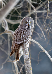 Norwegian great gray owl (Strix nebulosa)