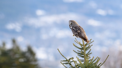 Norwegian great gray owl (Strix nebulosa)