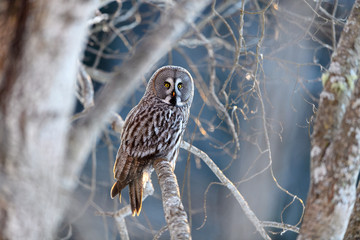 Norwegian great gray owl (Strix nebulosa)