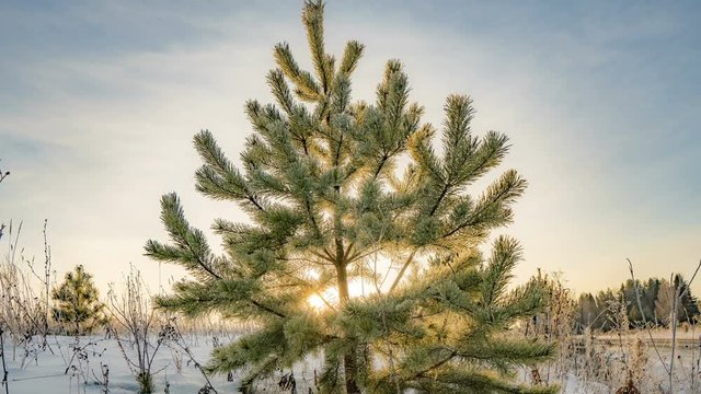 Time lapse of a beautiful winter landscape, a young pine tree on a background of a beautiful winter sky