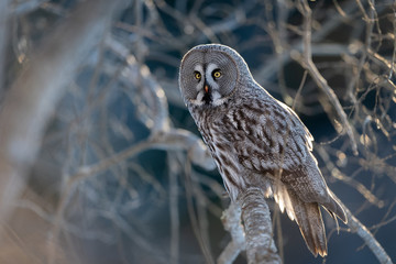 Norwegian great gray owl (Strix nebulosa)
